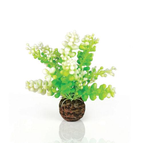 BiOrb Caulerpa green